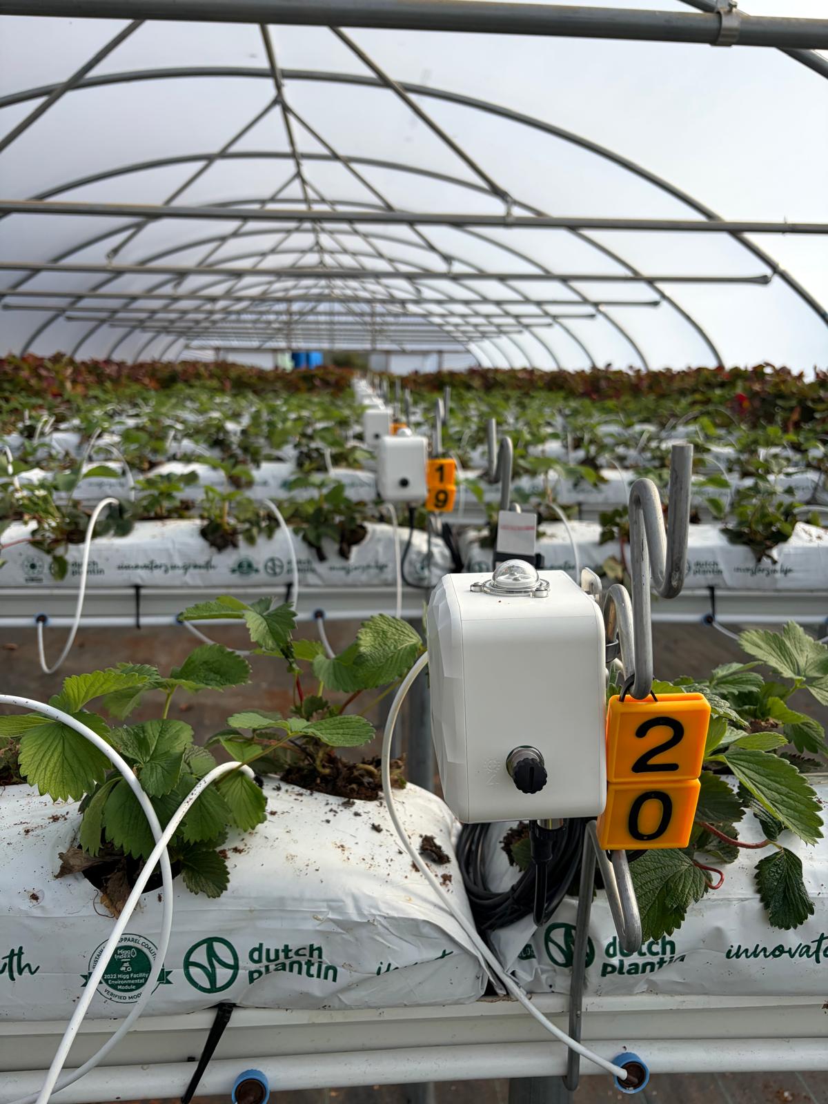 Sensor deployed in a strawberry polytunnel at a customer site