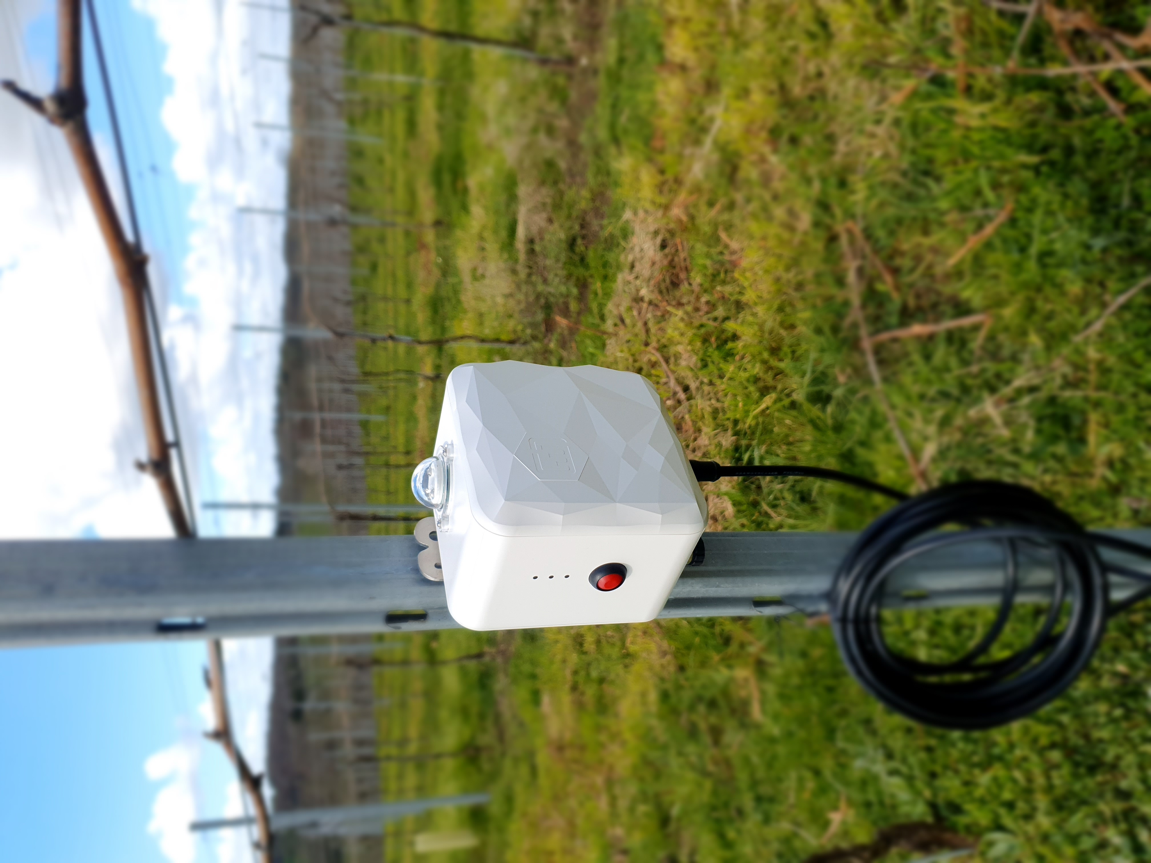 Sensor deployed on a vineyard trellis
